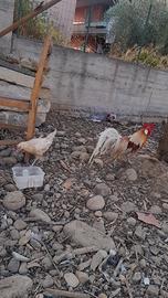 Coppia galline phoenix 30euro