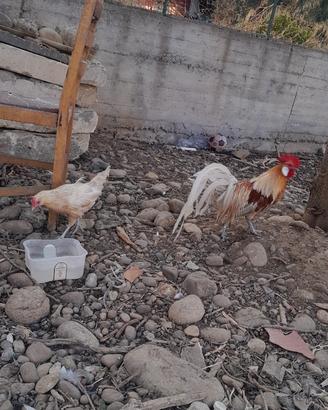 Coppia galline phoenix 40euro