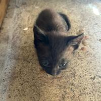 Gattini