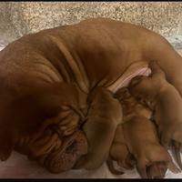 Cuccioli disponibili