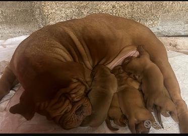 Cuccioli disponibili