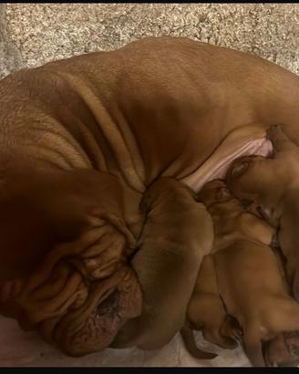 Cuccioli disponibili