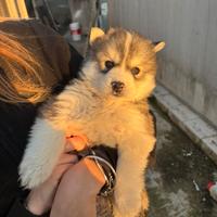 Husky siberiano