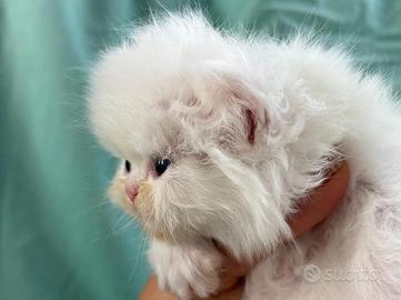 Cuccioli di persiano