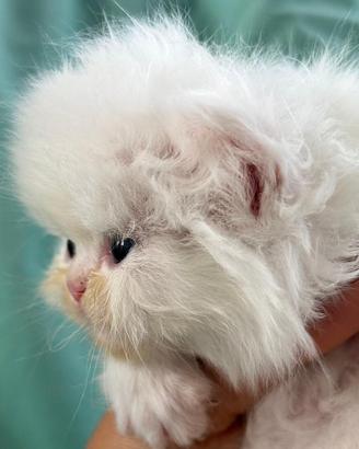 Cuccioli di persiano