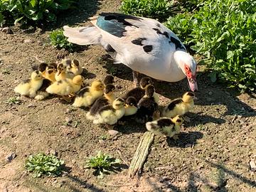 Anatroccoli anatra muta