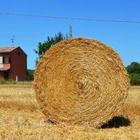 Terreno agricolo con uliveto