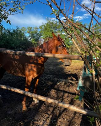 Cavallo
