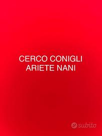 Conigli nani ariete