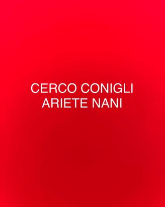 Conigli nani ariete