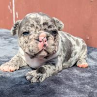 Bulldog francesi maschi esotici