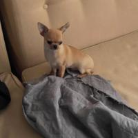 Cucciolo di chihuahua maschio