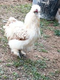 Gallo