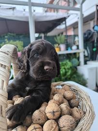 Cocker spaniel inglese
