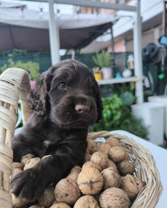 Cocker spaniel inglese