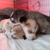 Cuccioli di Siberian Husky con pedigree