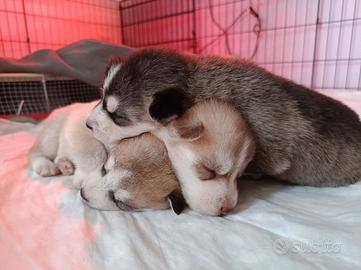 Cuccioli di Siberian Husky con pedigree