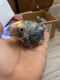 Pappagalli calopsiti