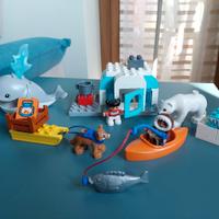 Duplo artico