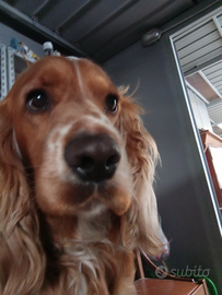 Maschio per riproduzione