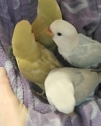 Inseparabili roseicollins