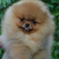 Volpini di Pomerania