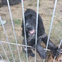 Cocker 5 mesi da tartufo