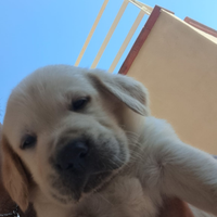 Cucciolo di labrador