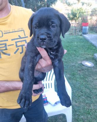 Cane corso