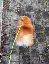 Spitz pomerania TOY cucciolo Pedigree rosso