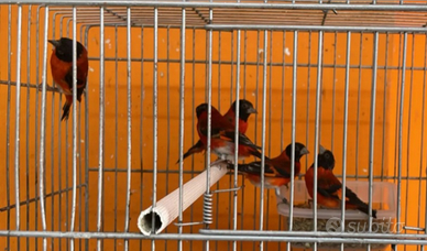 Cardinalini del venezuela