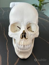 Cranio scomponibile in 22 parti Erler Zimmer