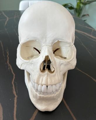 Cranio scomponibile in 22 parti Erler Zimmer