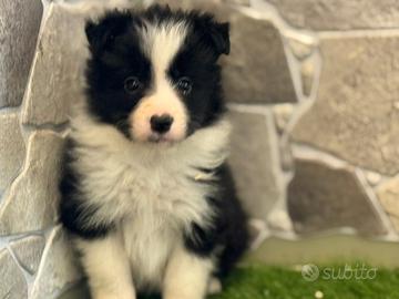 Border Collie