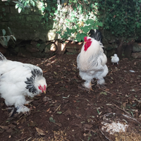 Avicoli Brahama Columbia bianco