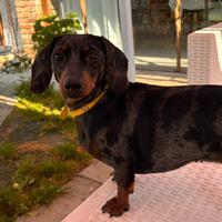 Bassotta arlecchino Silver per accoppiamento