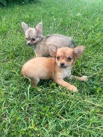 Chihuahua Toy pelo lungo maschi