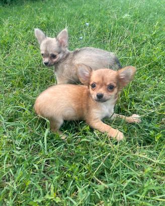 Chihuahua Toy pelo lungo maschi