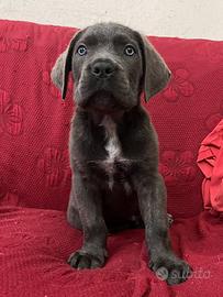 Cuccioli cane corso italiano