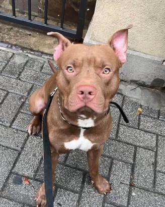 Pitbull maschio