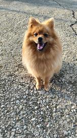 Cuccioli Volpino rosso