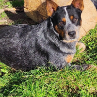 Australian cattle dog per monte