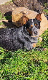 Australian cattle dog per monte