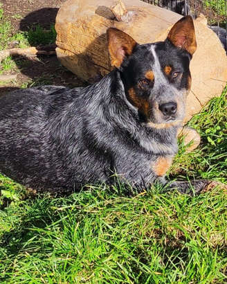 Australian cattle dog per monte