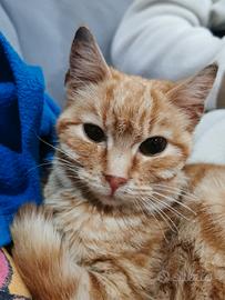 Gattino rosso