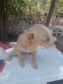 cucciola