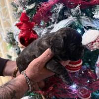Cuccioli Bulldog francese