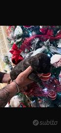 Cuccioli Bulldog francese