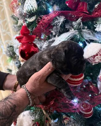 Cuccioli Bulldog francese