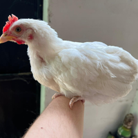 Galline dalle carne